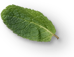 mint-leaves-2a.png